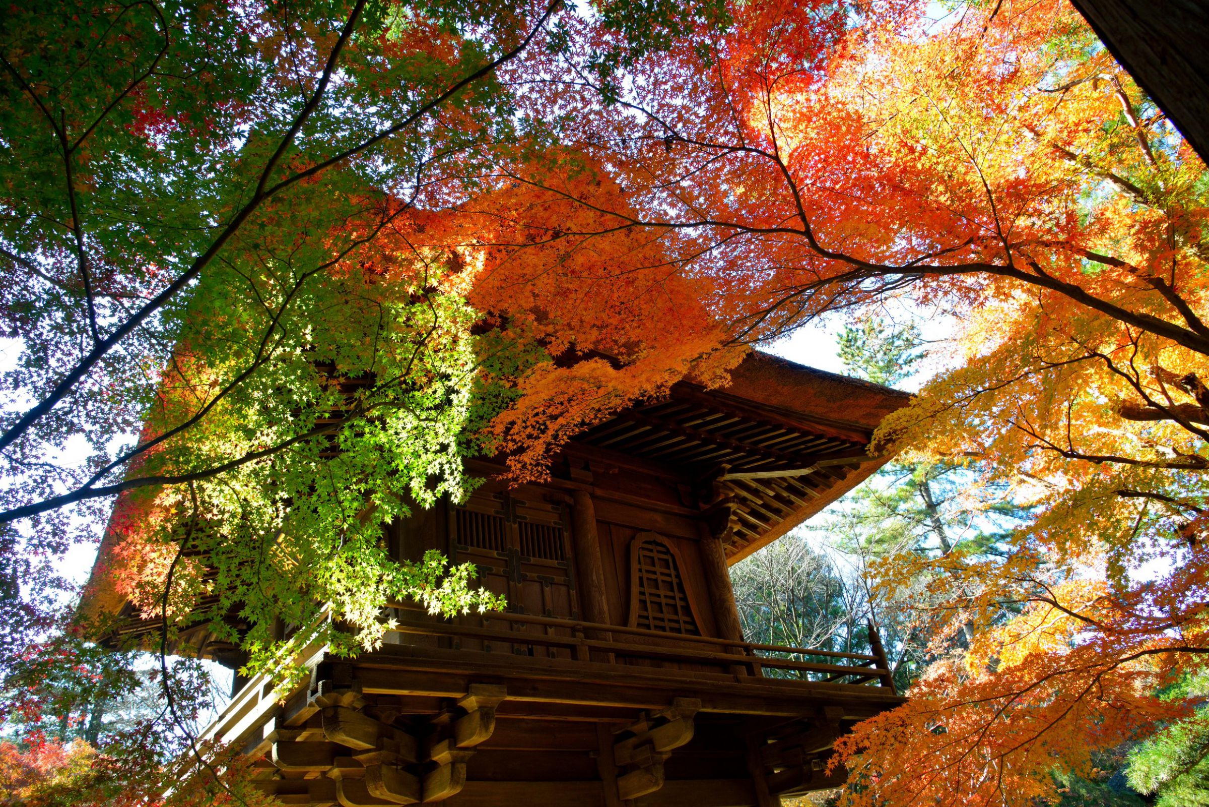 紅葉七変化 | GANREF
