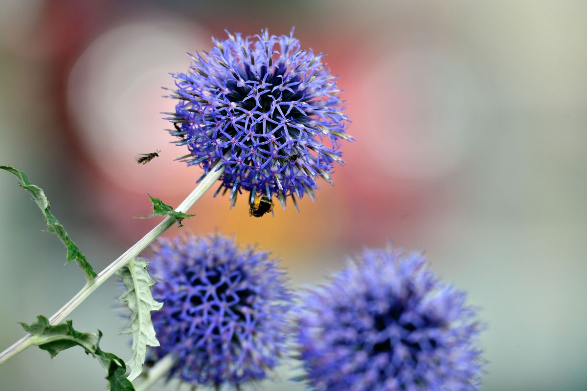ルリタマアザミ 植物 花 花びら Ganref