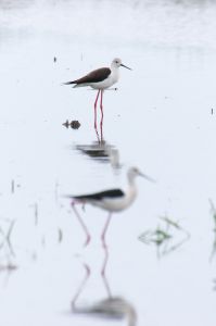 白い鳥 img_cache_a_27484_1_1554256081