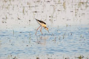 幸せの白い鳥？』 | GANREF