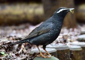 MDAwMDA0MjMxNg_MC4yNjE3MjcwMCA