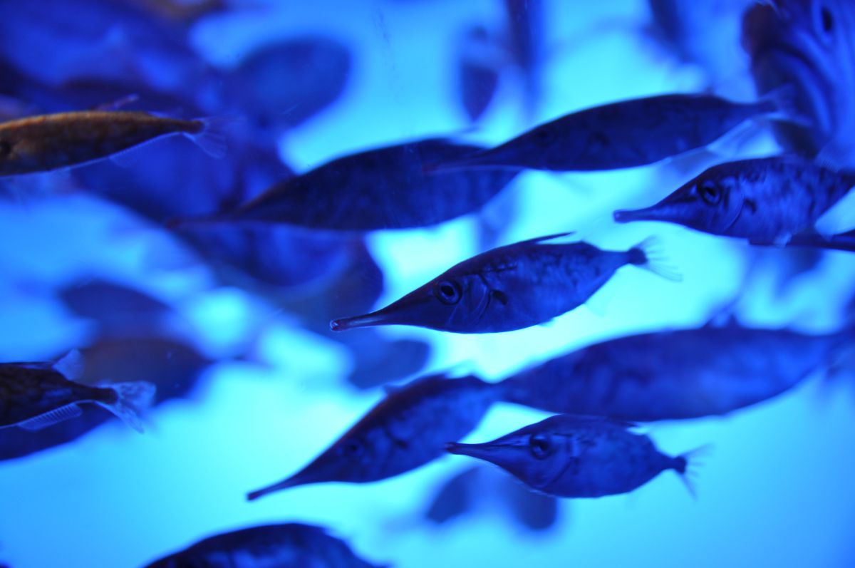 魚影 動物 魚類 Ganref