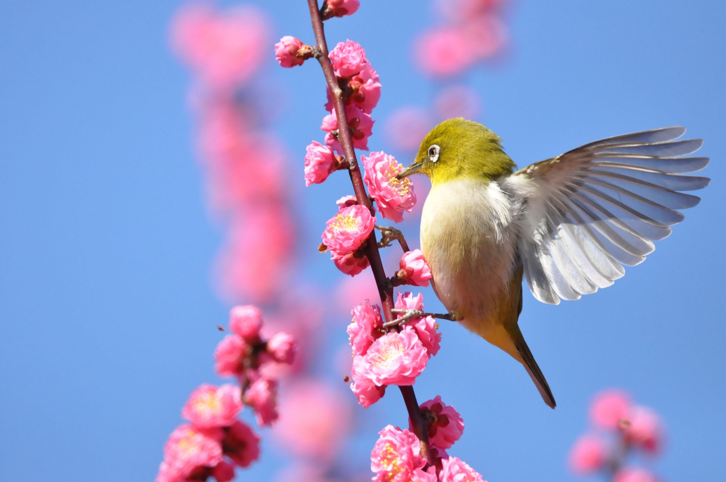 メジロと梅 | GANREF