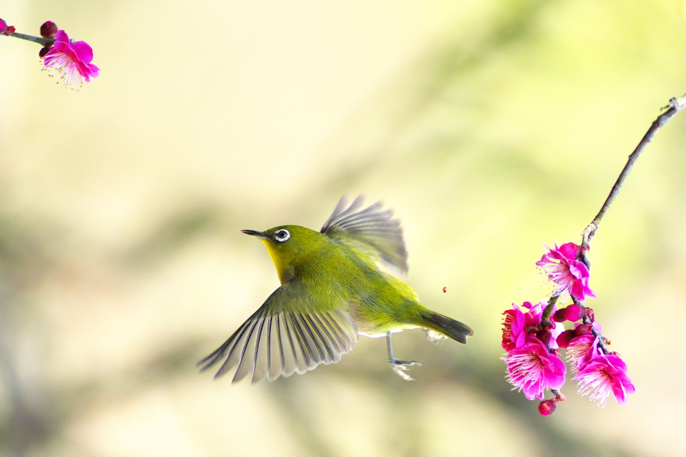 メジロジャンプ | GANREF