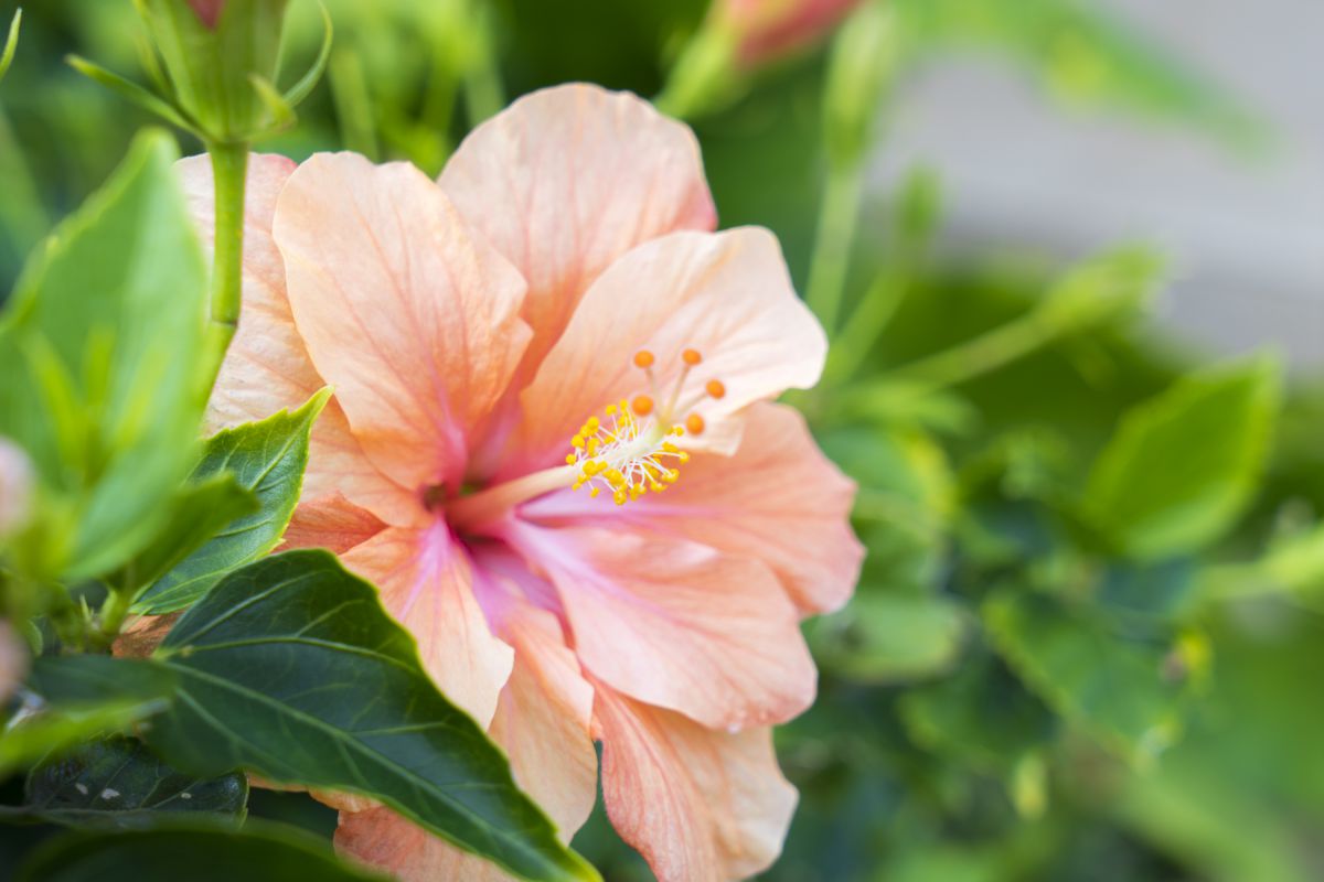 八重のハイビスカス 植物 花 花びら Ganref