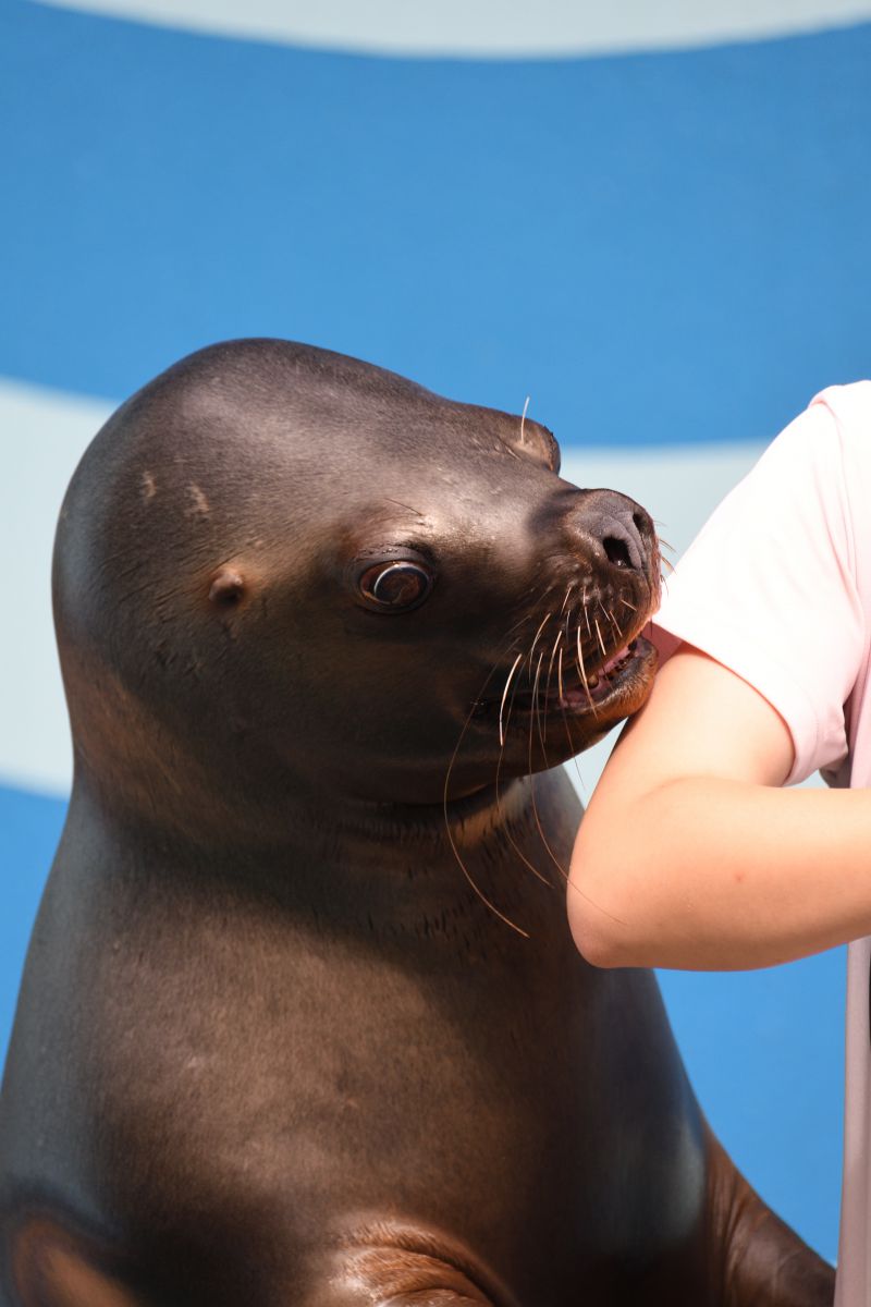 もっとちょうだい 動物 その他の海の生物 Ganref