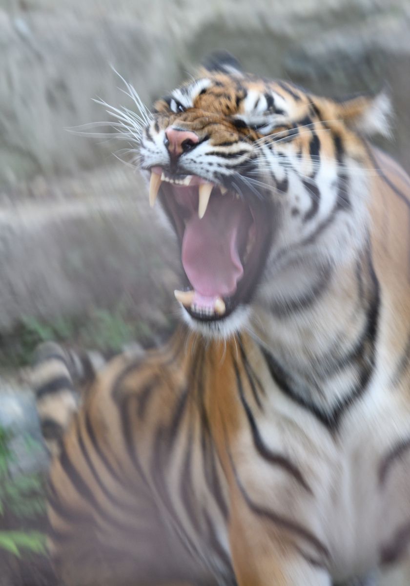 虎 動物 その他の陸の生物 Ganref