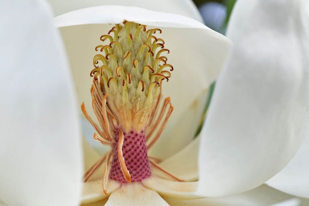 タイサンボクの表情 綿帽子をかぶるが如く 植物 花 花びら Ganref