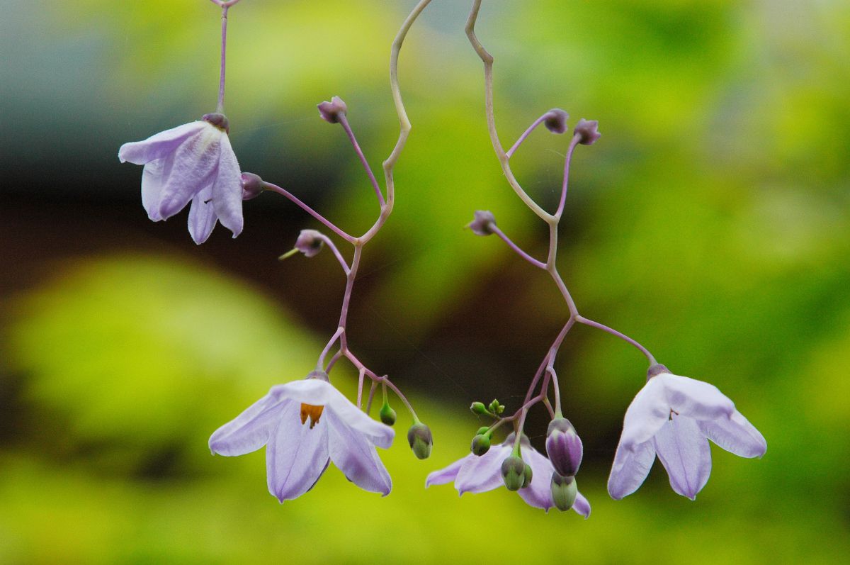 瑠璃柳 植物 花 花びら Ganref