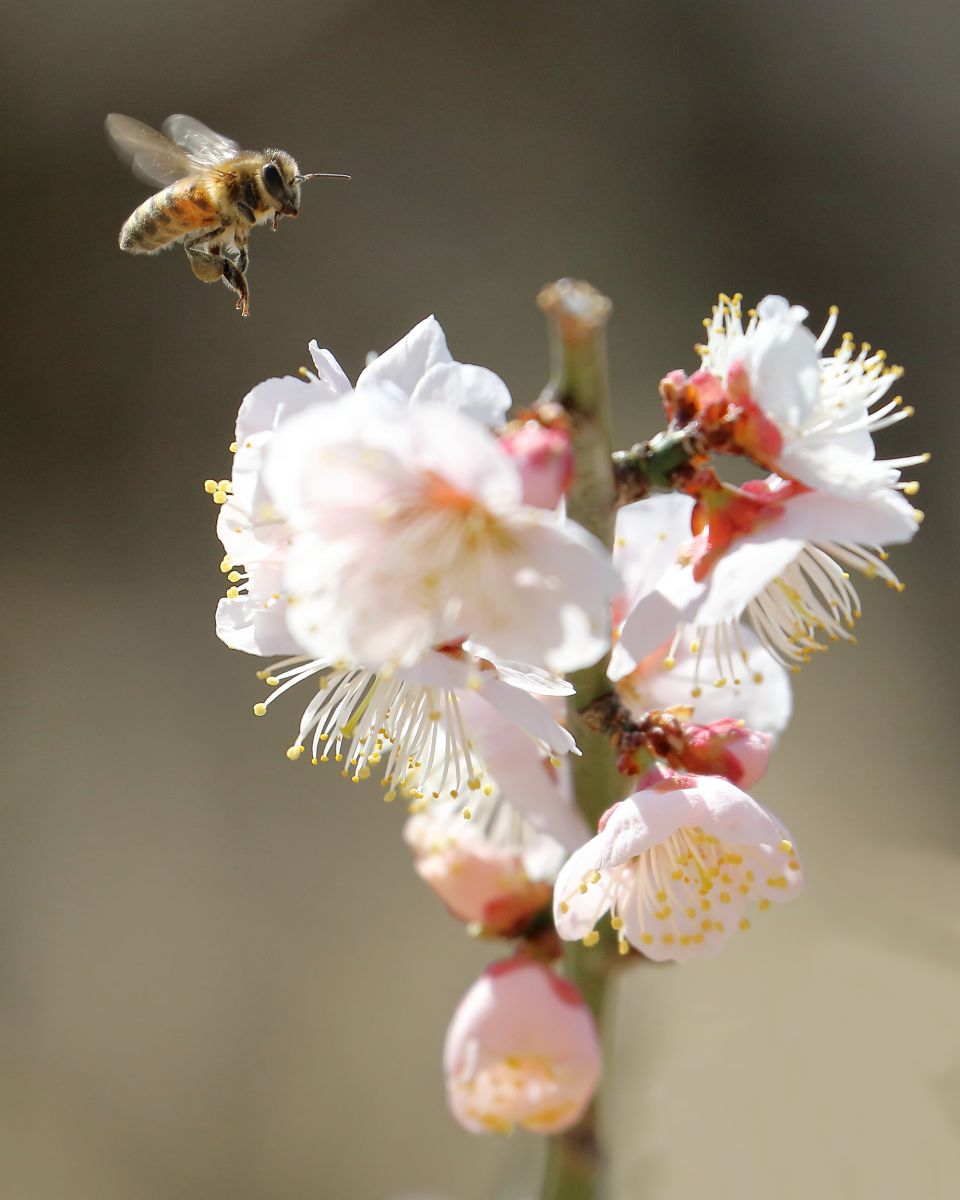春の匂い 動物 虫 昆虫 Ganref