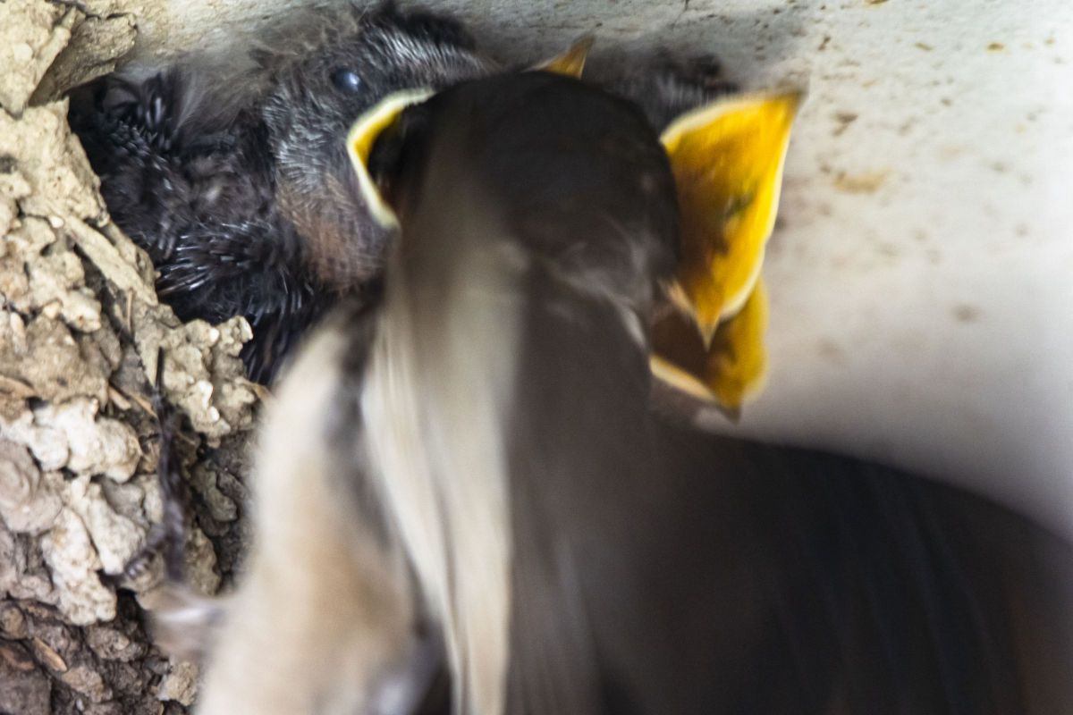 はいお食べ 動物 鳥類 Ganref