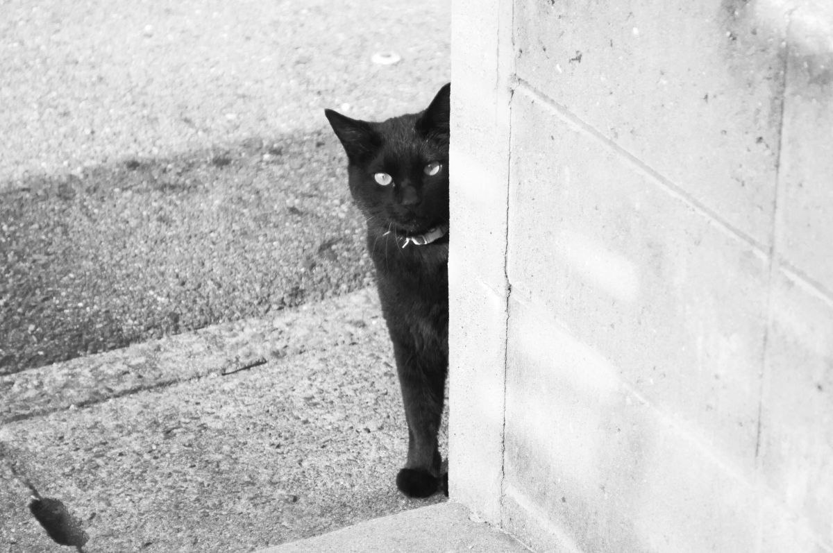 そぅっと 動物 猫 Ganref