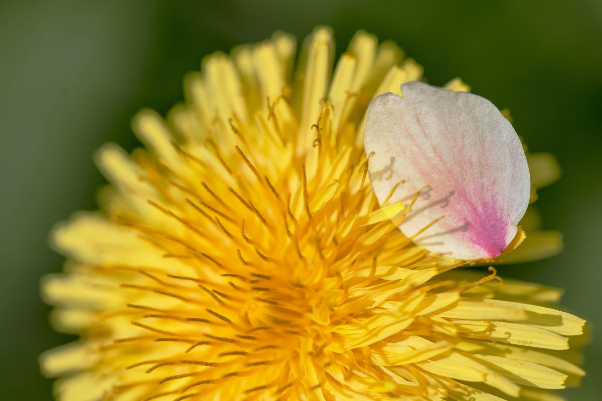 散る花 咲く花 植物 花 花びら Ganref