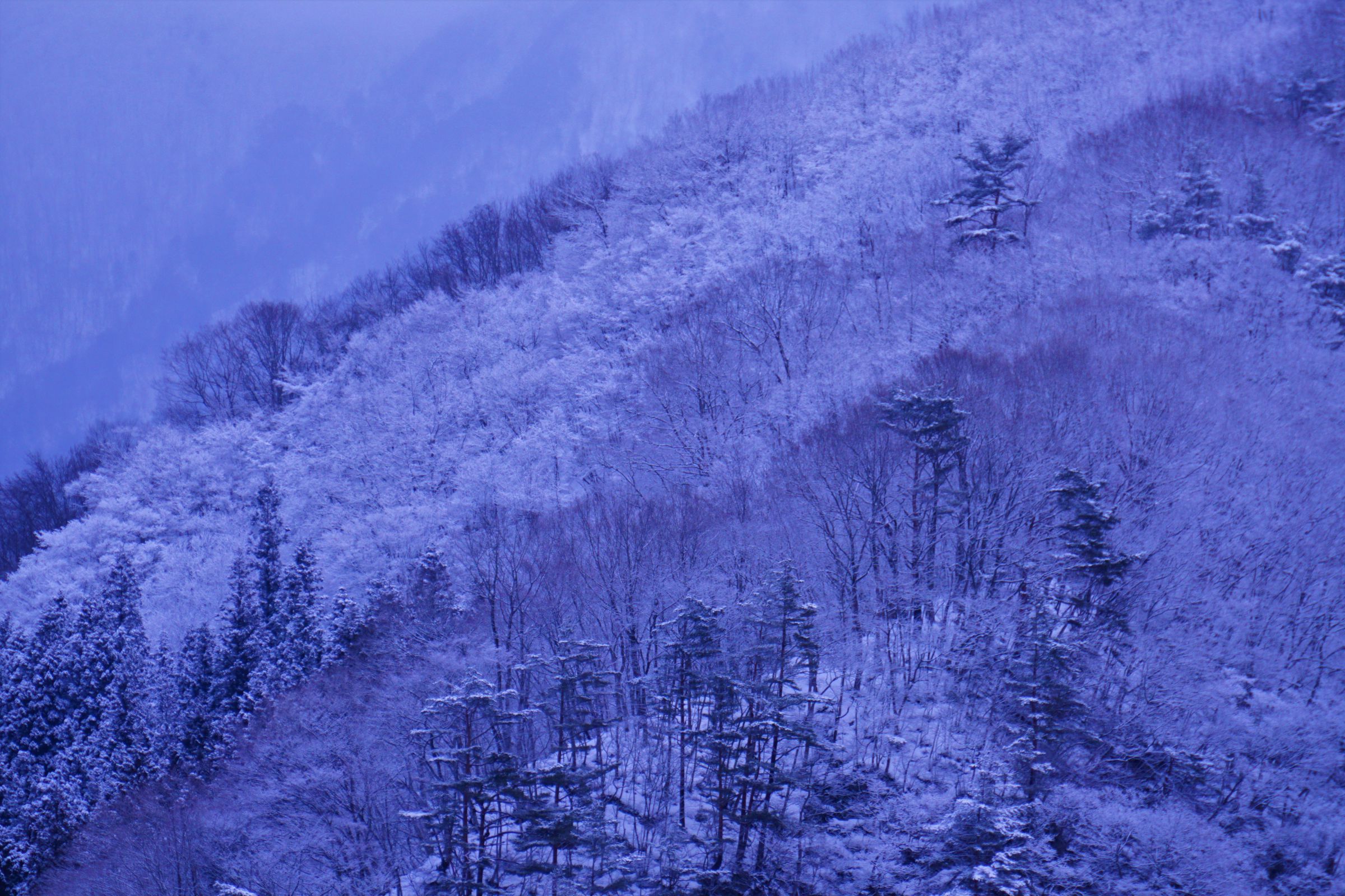 深山の雪 フカフカ雪と冬期限定の直登コースを満喫♪ 快晴の【伊吹山