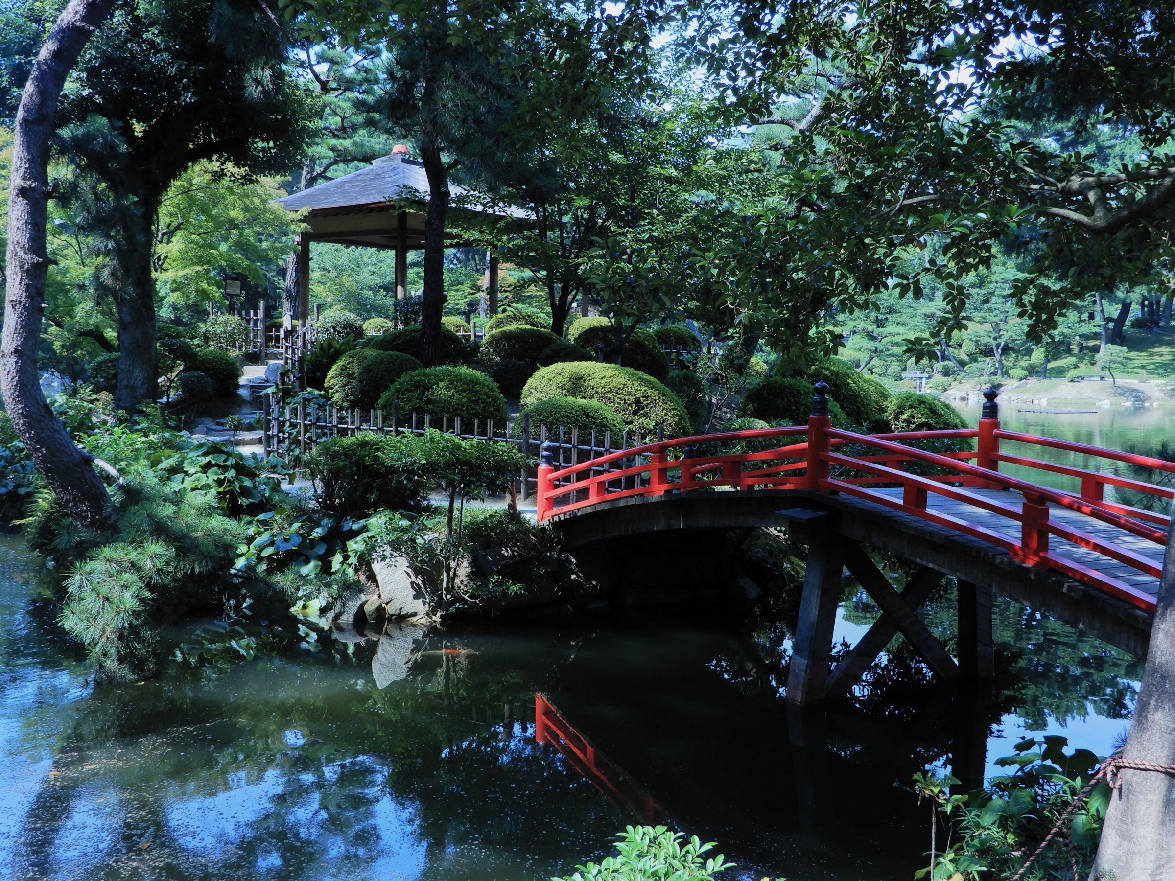 夏の日本庭園の池に鯉と赤い橋♪♪かもの親子 夏の日本庭園の池に鯉と赤い橋♪♪かもの親子