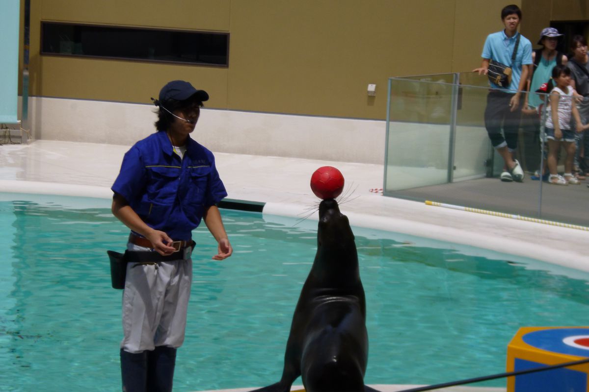 水族館のアシカショー 動画付 動物 その他の海の生物 Ganref