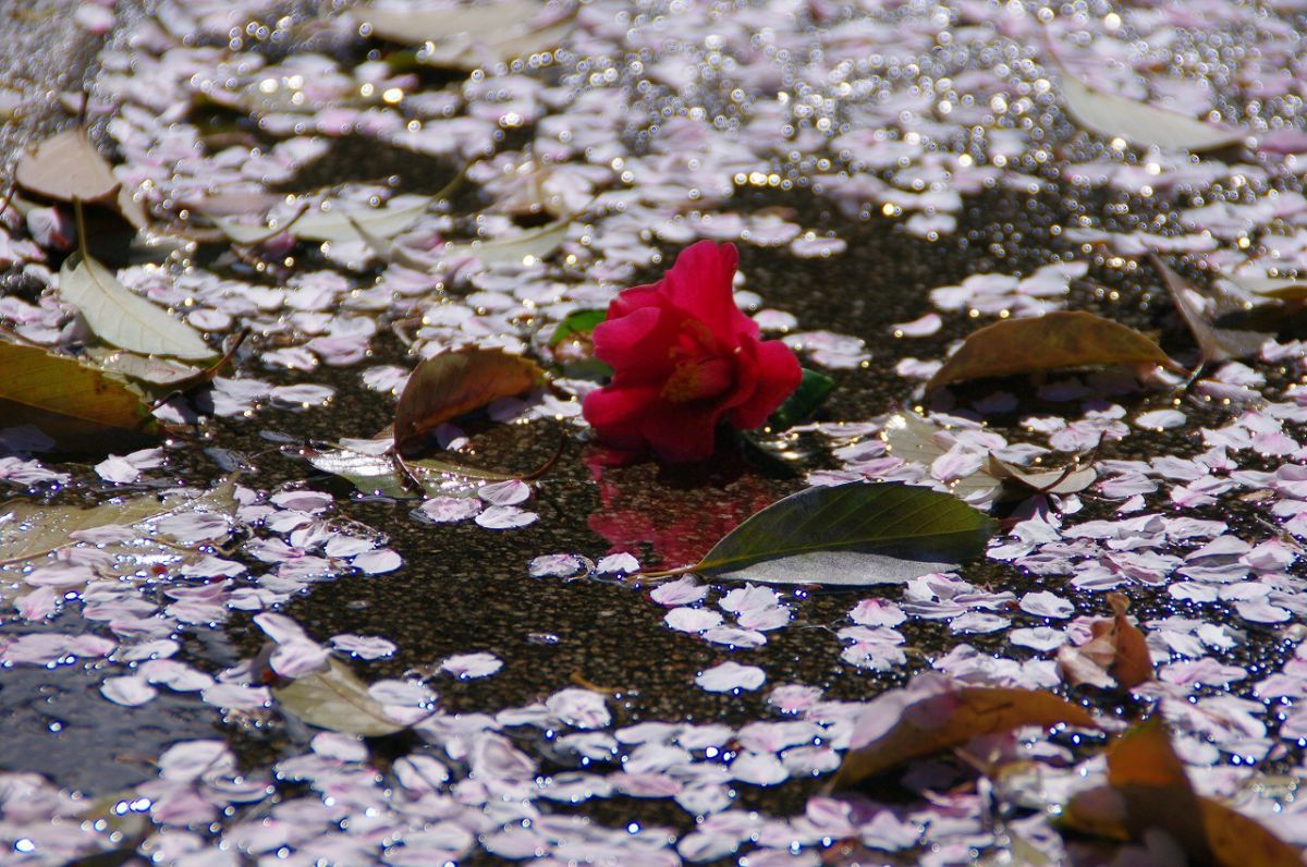 雨上がり椿散る 植物 花 花びら Ganref
