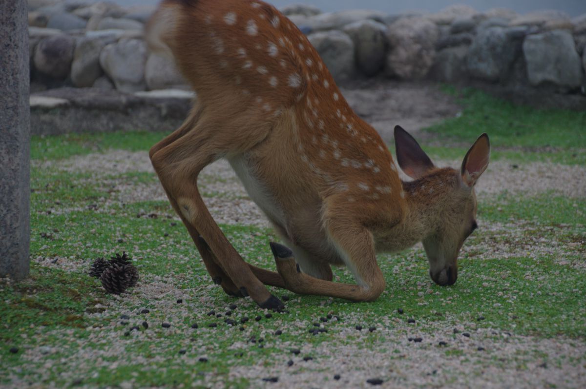 鹿が座る瞬間 動物 その他の陸の生物 Ganref