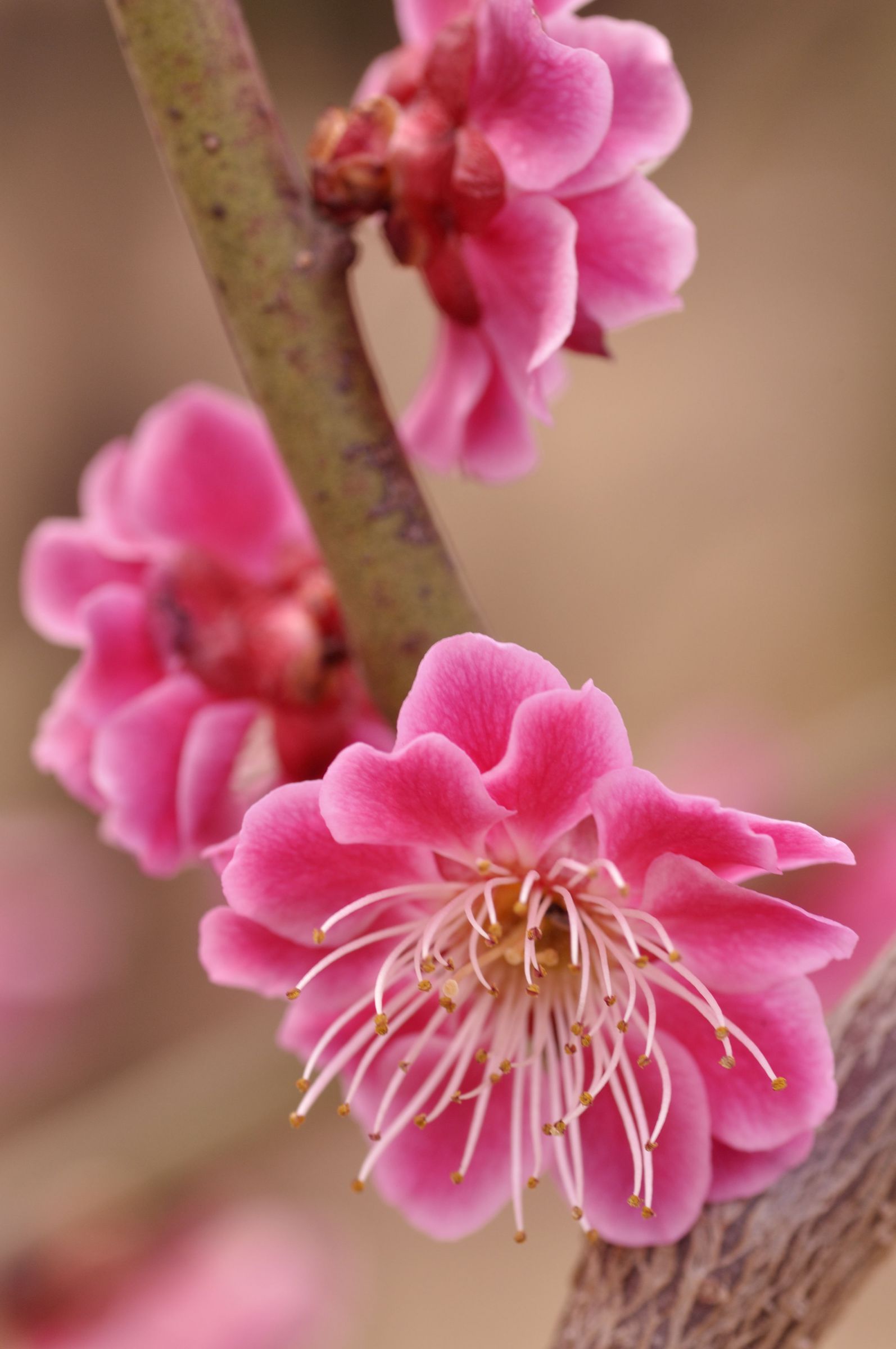 緋の司 という名の梅の花。 | GANREF