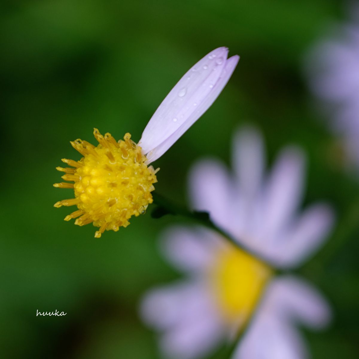 花びら2枚残して 植物 花 花びら Ganref