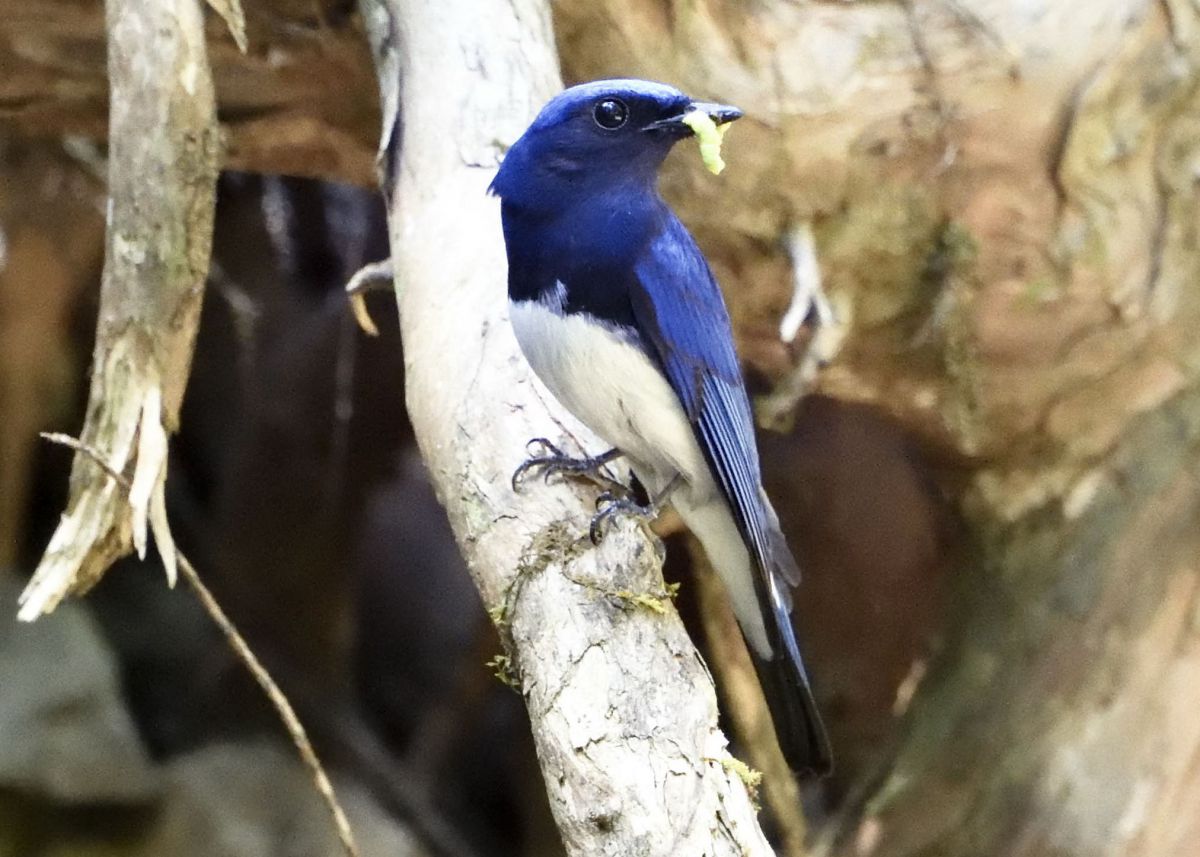 AF-S NIKKOR 400mm f/2.8E FL ED VRで撮影された写真 | 写真検索 | GANREF