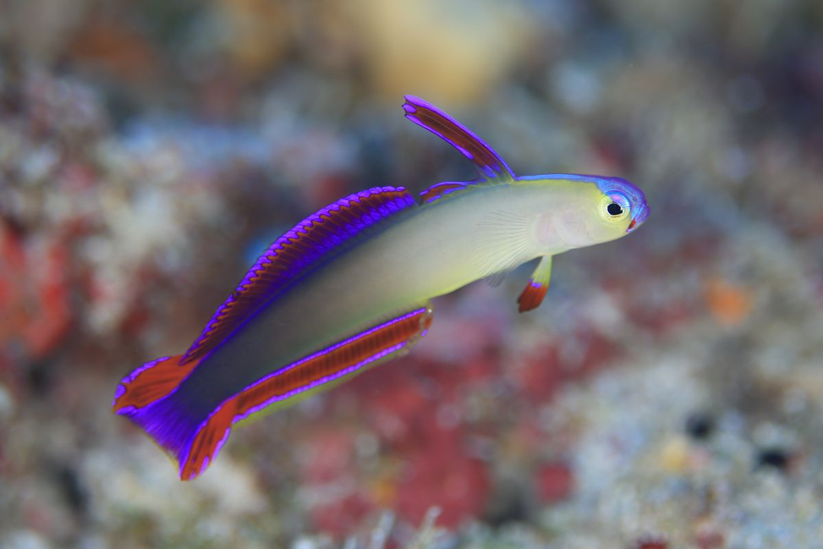 アケボノハゼ 動物 魚類 Ganref