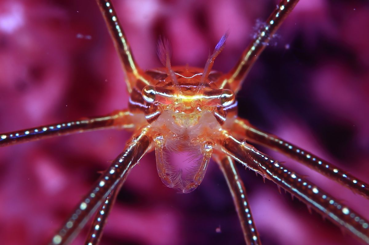 オルトマンワラエビ 動物 その他の海の生物 Ganref