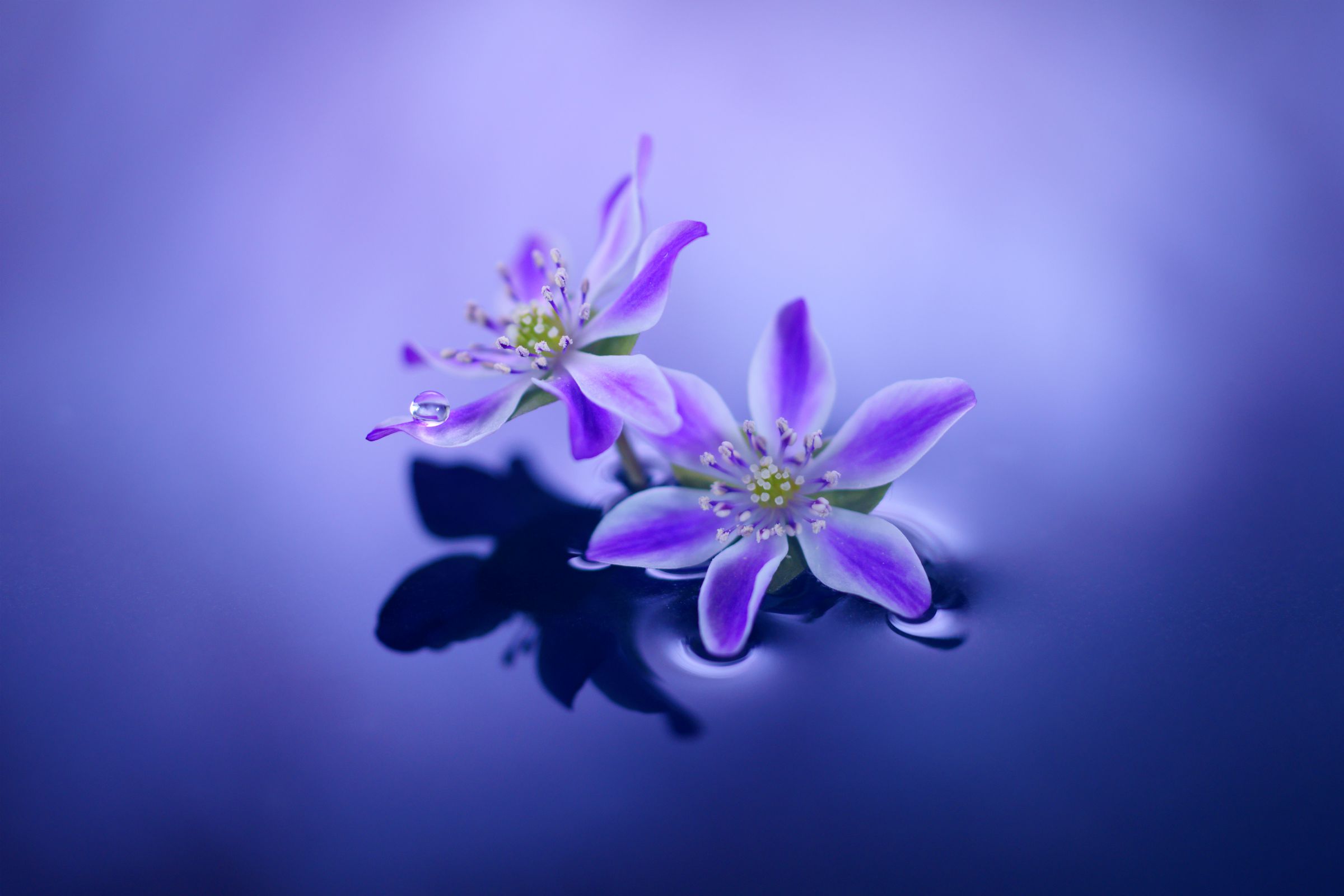 可憐な花～雪割草 | GANREF