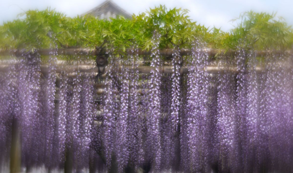 Purple curtains | GANREF