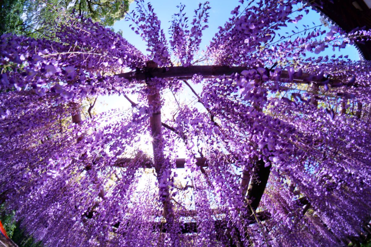 Purple shower | GANREF