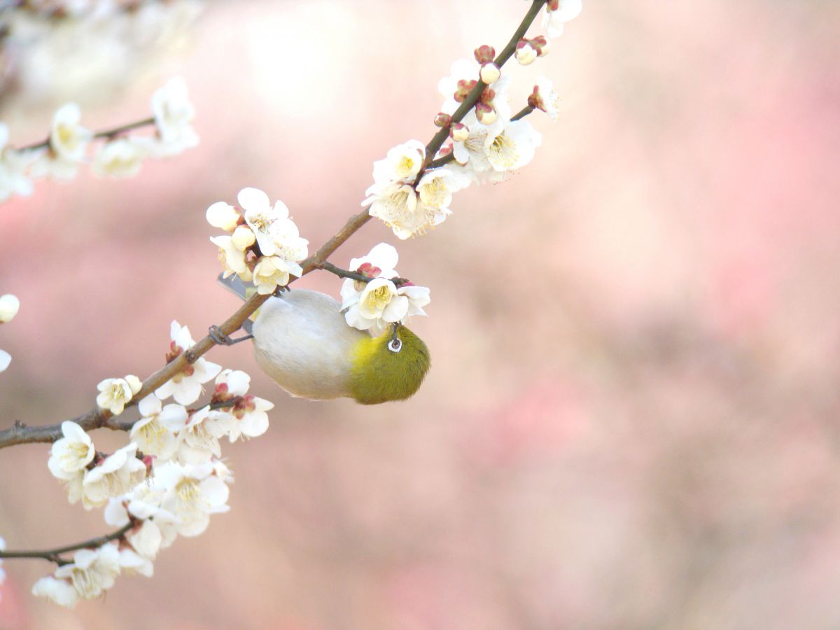 Cyber-shot DSC-W300で撮影された写真 | 写真検索 | GANREF