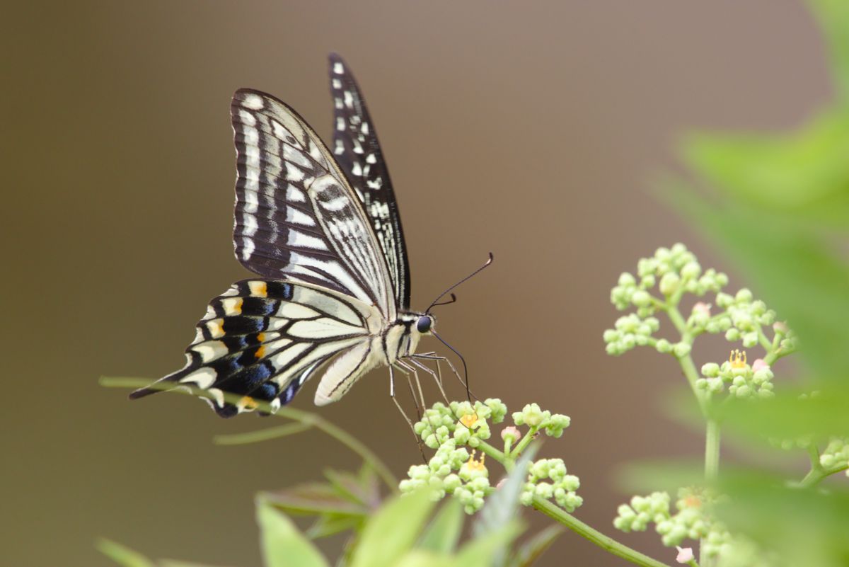 アゲハチョウと小さな花 動物 虫 昆虫 Ganref