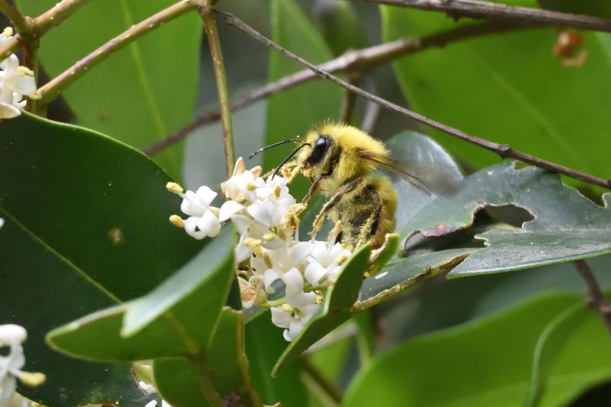ライポンさん 動物 虫 昆虫 Ganref