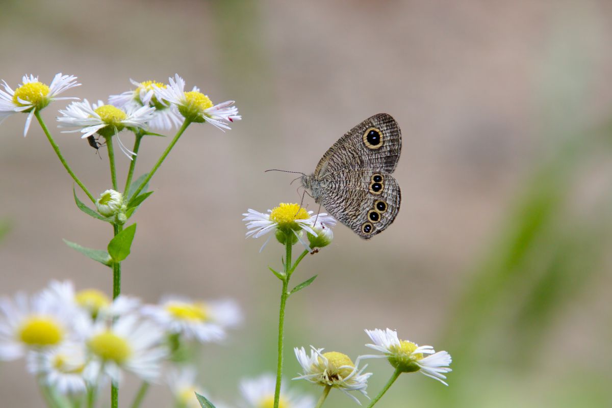 花とちょうちょ 動物 虫 昆虫 Ganref
