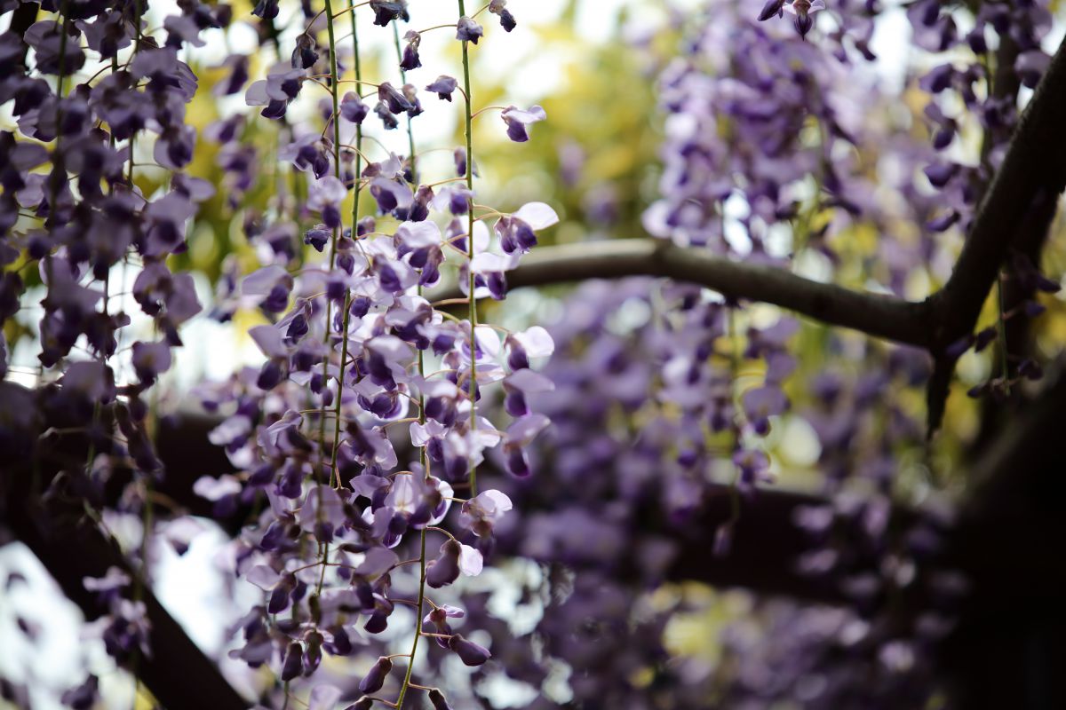 藤花 植物 花 花びら Ganref