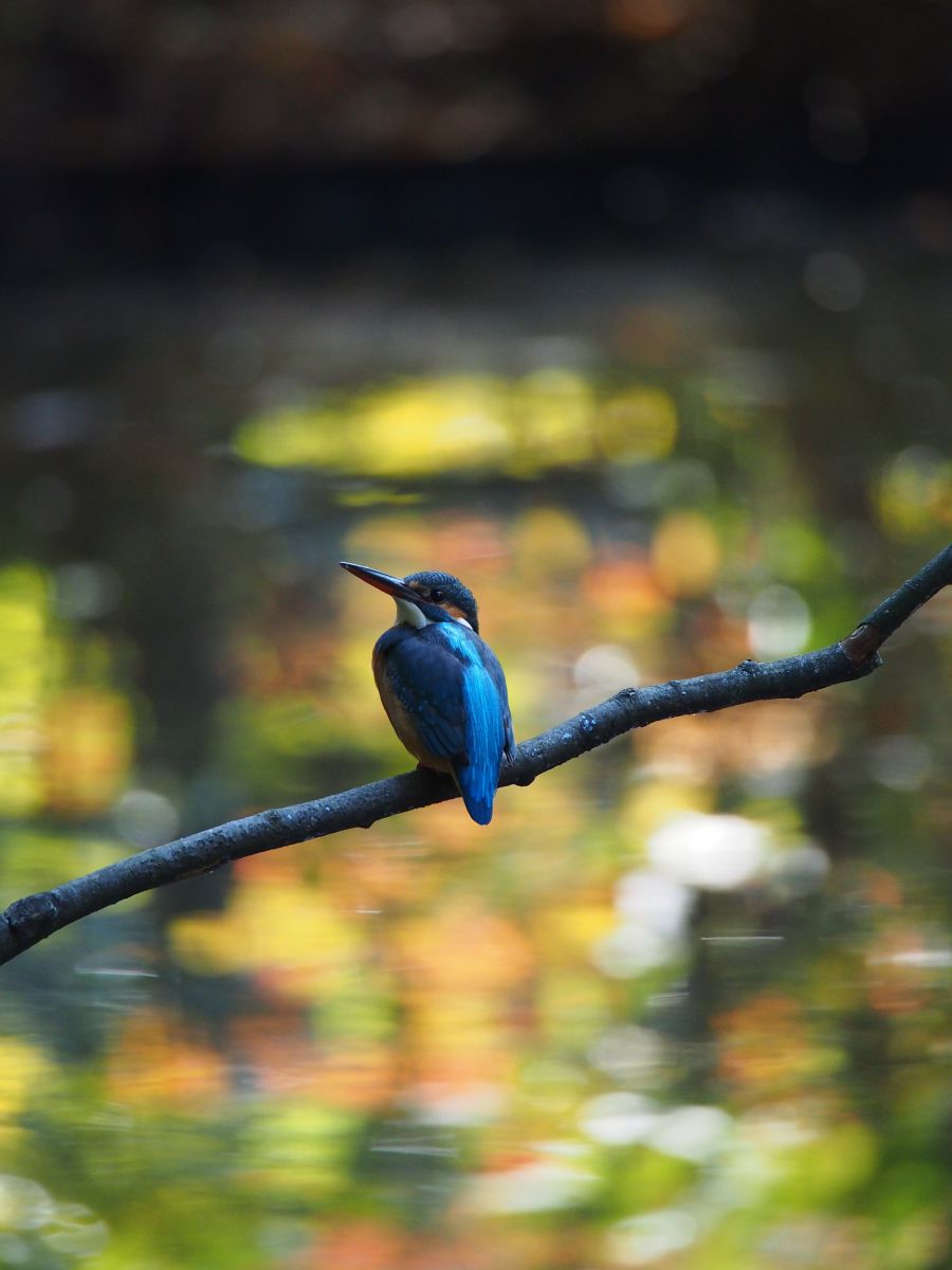 秋のカワセミ 動物 鳥類 Ganref 秋のカワセミ 動物 鳥類 Ganref