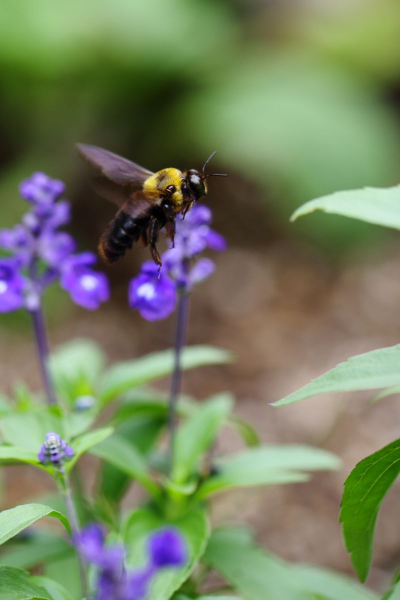 ラベンダー畑の働き者 動物 虫 昆虫 Ganref
