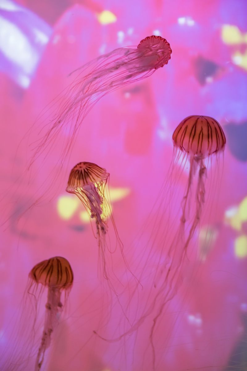 海月 動物 その他の海の生物 Ganref