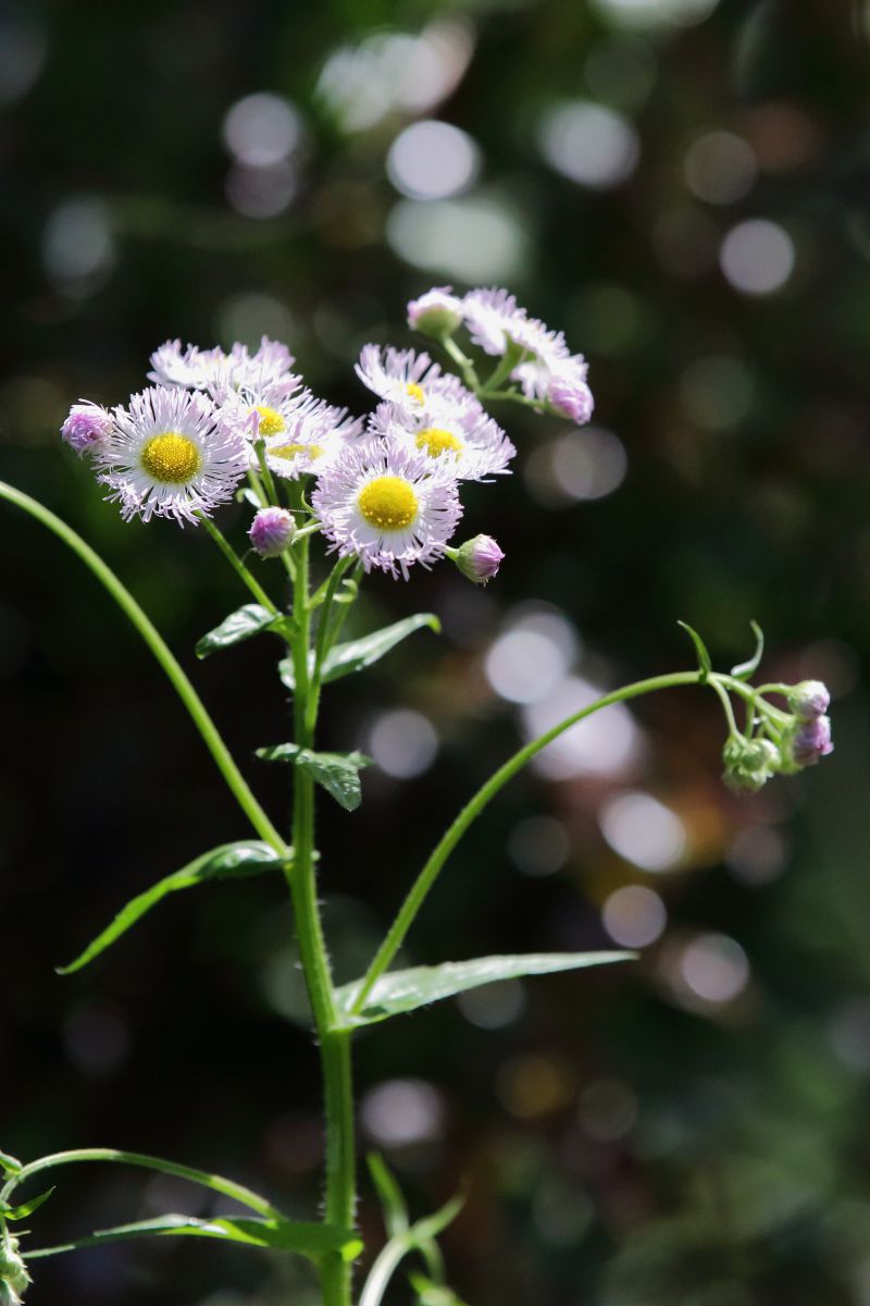 どこにでも咲いている花 植物 花 花びら Ganref