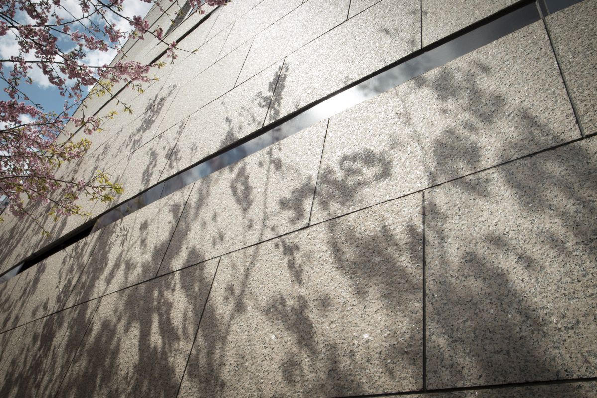 桜木漏れ日 植物 桜 Ganref