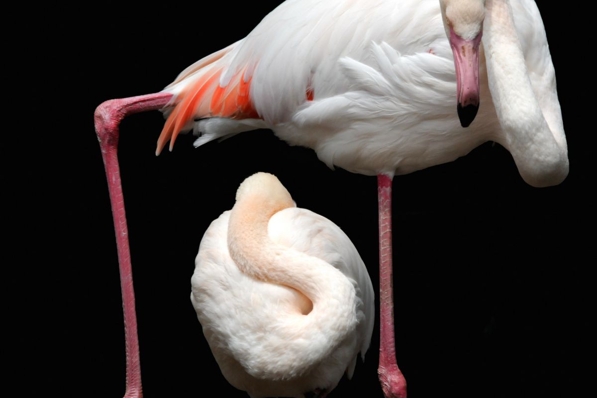 フラミンゴ4 Jpg 動物 鳥類 Ganref フラミンゴ4 Jpg 動物 鳥類 Ganref