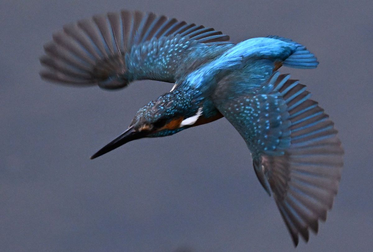 AF-S NIKKOR 500mm f/4E FL ED VRで撮影された写真 | 写真検索 | GANREF