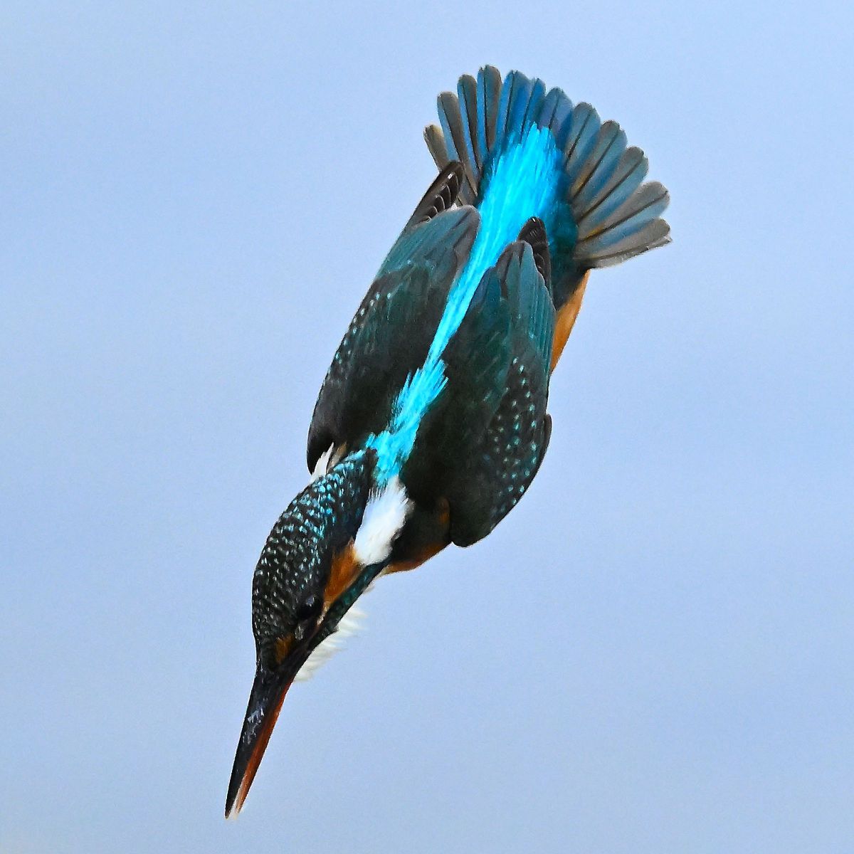 MDAwMDA2MTc0Nw_MC42OTA5OTMwMCA