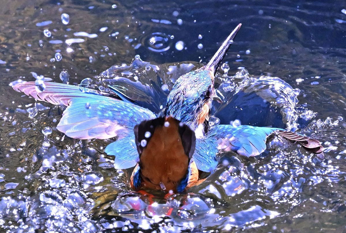 NIKKOR Z 600mm f/4 TC VR Sで撮影された写真 | 写真検索 | GANREF