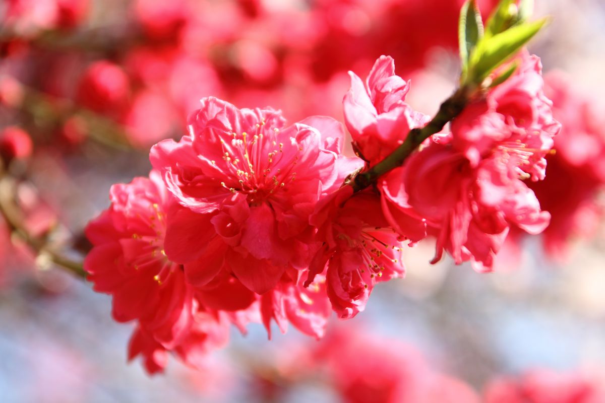 紅桜 自然 風景 その他 Ganref