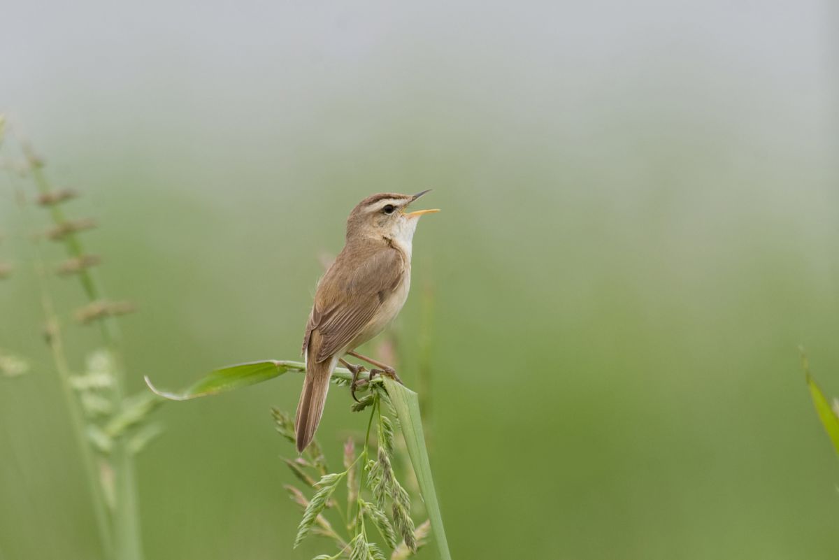 コヨシキリ 動物 鳥類 Ganref