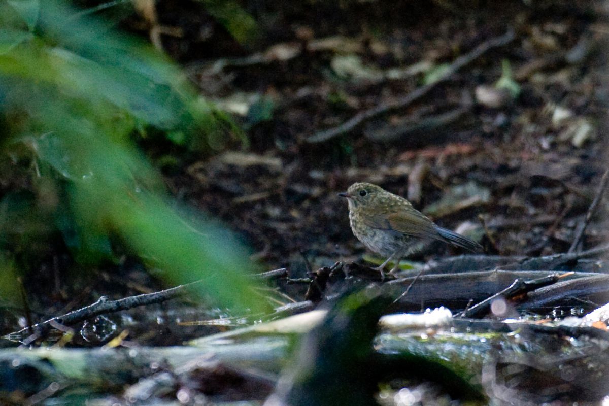夏のルリ幼鳥 動物 鳥類 Ganref