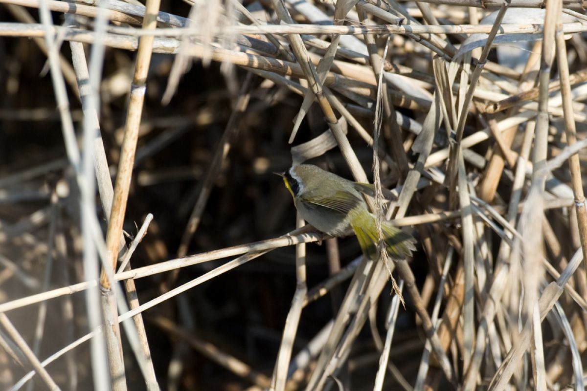 カオグロアメリカムシクイ 動物 鳥類 Ganref