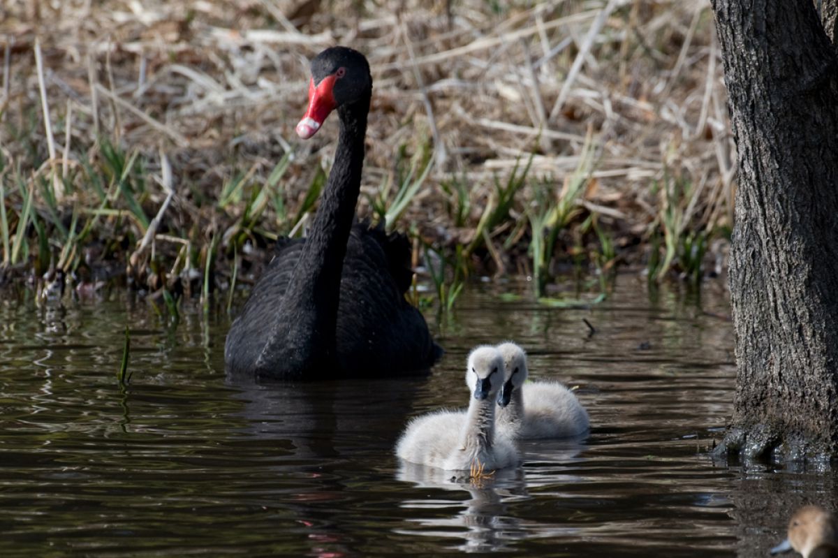 ブラックスワン 動物 鳥類 Ganref