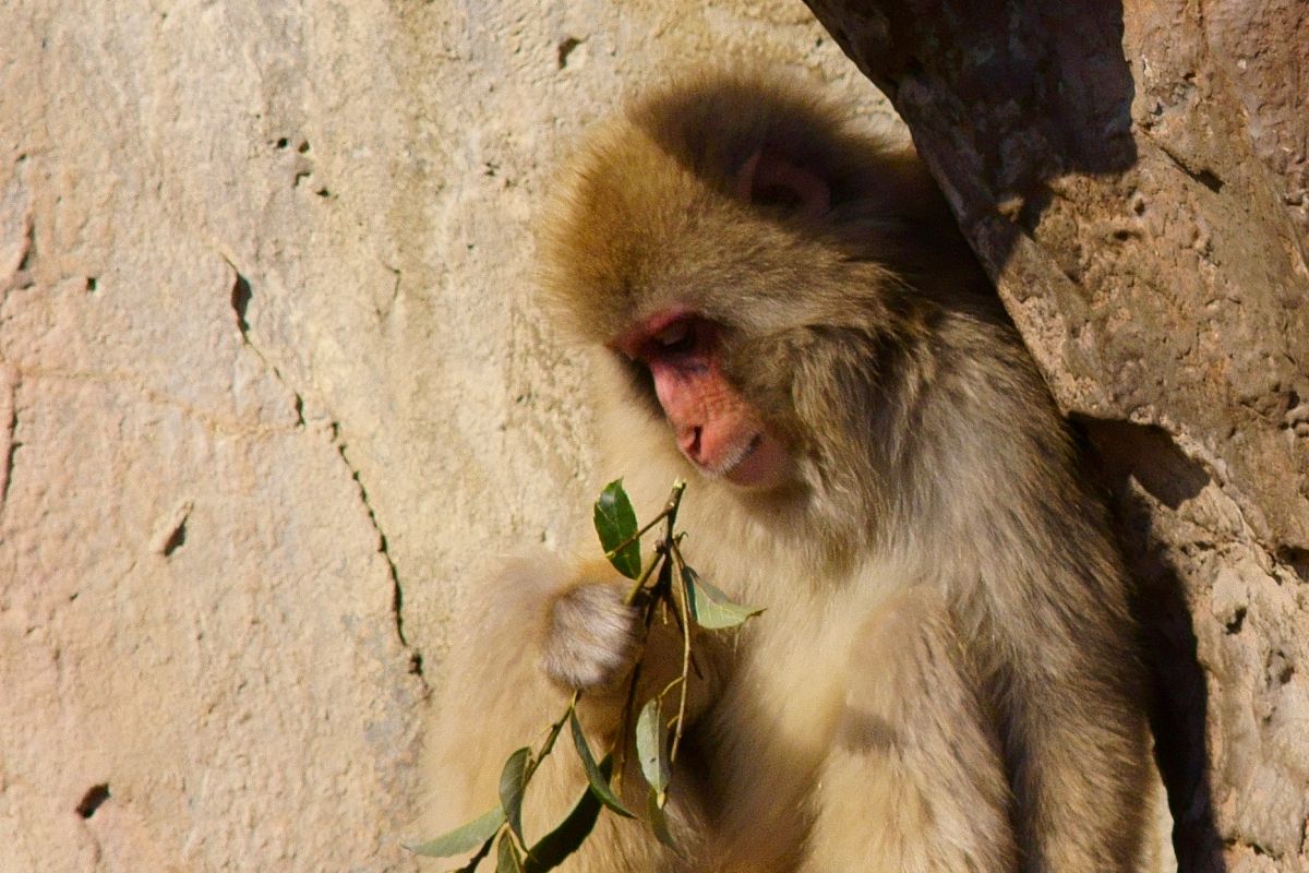 恋煩い 動物 その他の陸の生物 Ganref